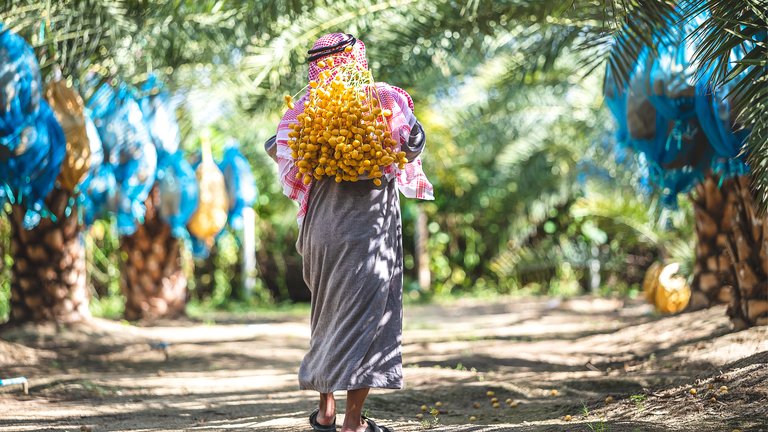 Man carrying freshly picked dates