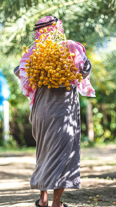 Man carrying freshly picked dates