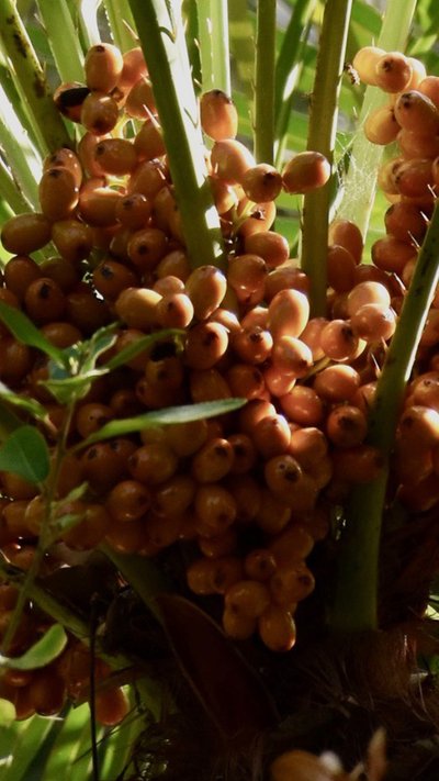 Date palm detail: fresh dates