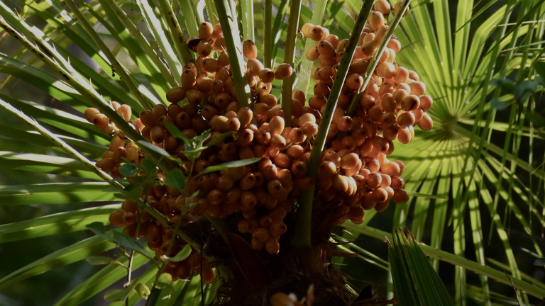 Date palm detail: fresh dates