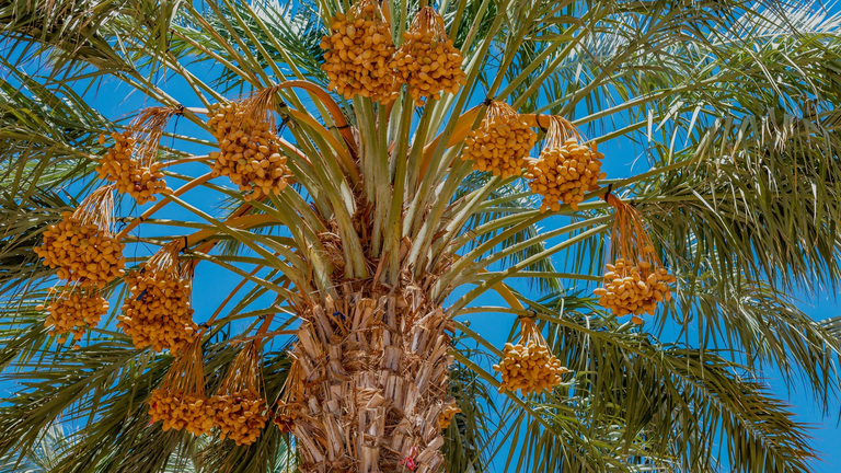 date palm and blue sky