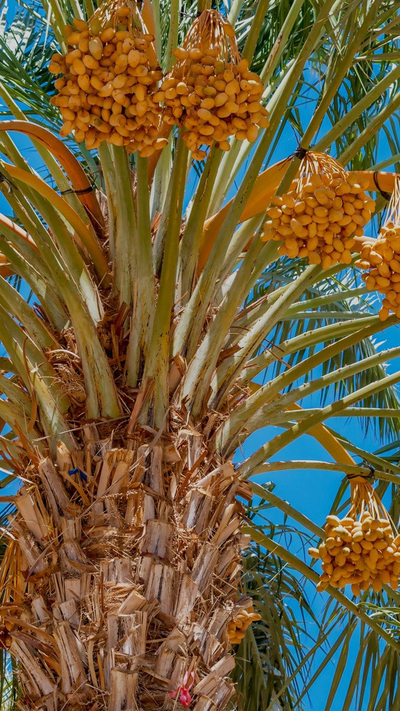 palm trees
