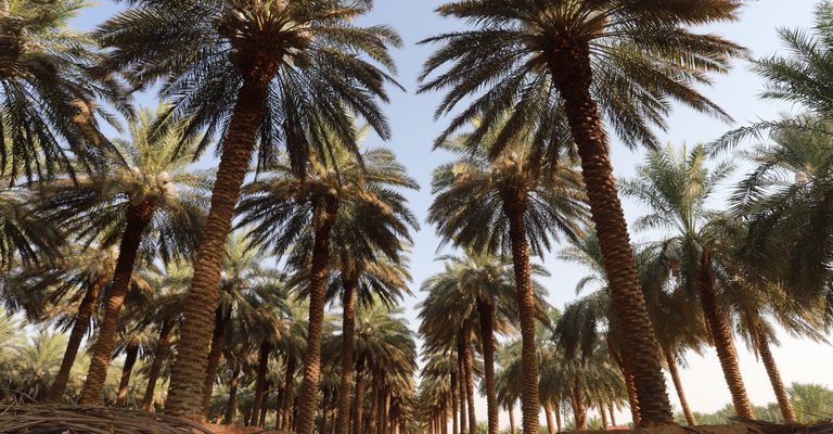 date palms plantation in saudi arabia